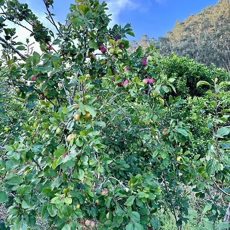 Honey Factory House * Santa Cruz (Madeira)